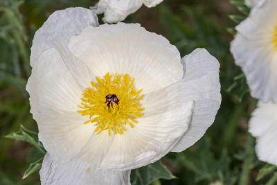 Thistle Poppy May 2026